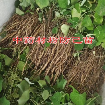 粉防已苗改良品种防病虫害耐高温干旱适应能力强大小苗都有易管理