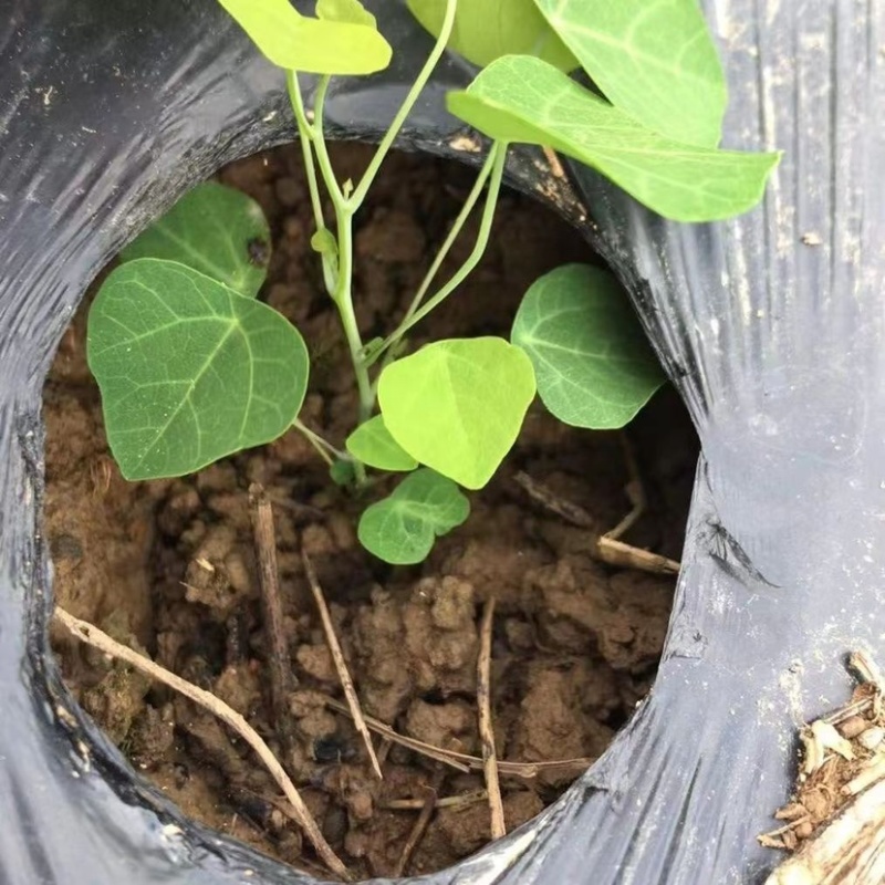 粉防已苗改良品种防病虫害耐高温干旱适应能力强大小苗都有易管理