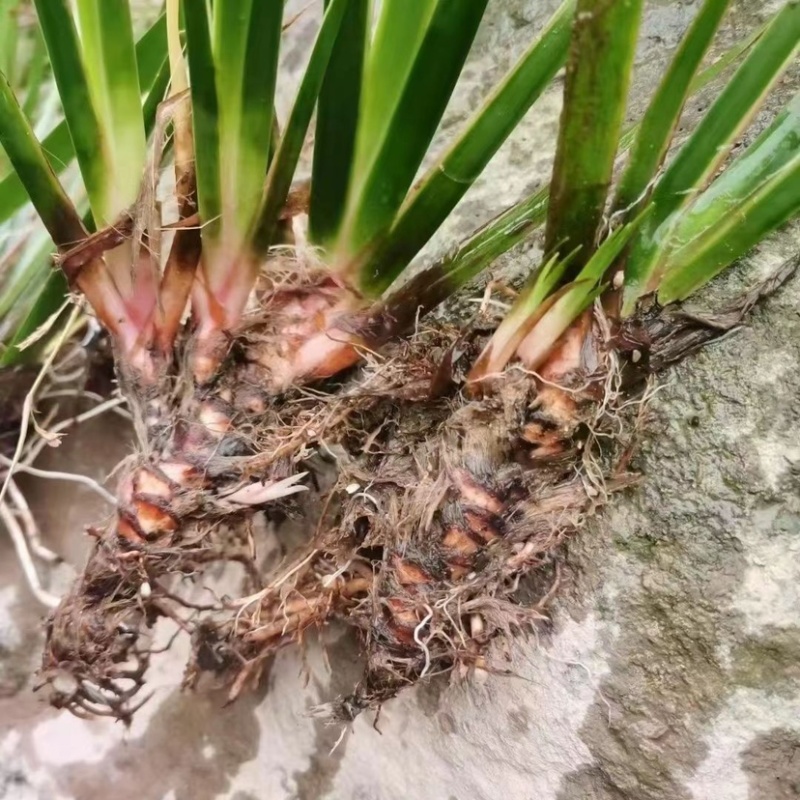 石菖蒲苗供货稳定可视频看货选货实地看货线上接单毛根多成活率高