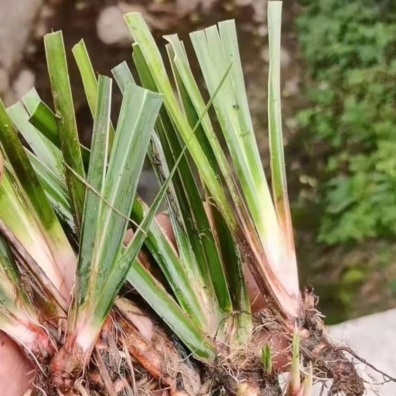 石菖蒲苗供货稳定可视频看货选货实地看货线上接单毛根多成活率高