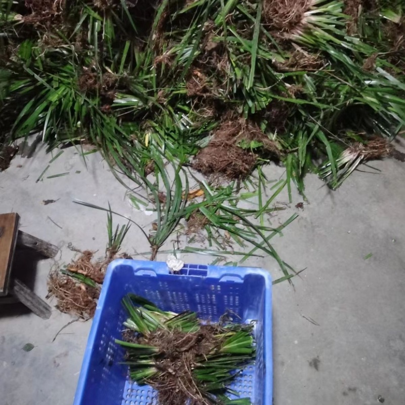 石菖蒲苗供货稳定可视频看货选货实地看货线上接单毛根多成活率高