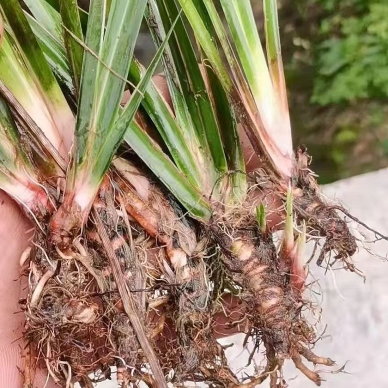石菖蒲苗供货稳定可视频看货选货实地看货线上接单毛根多成活率高