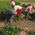 油茶苗基地种植供货稳定量大从优有场地有设备有工人备货快随时来