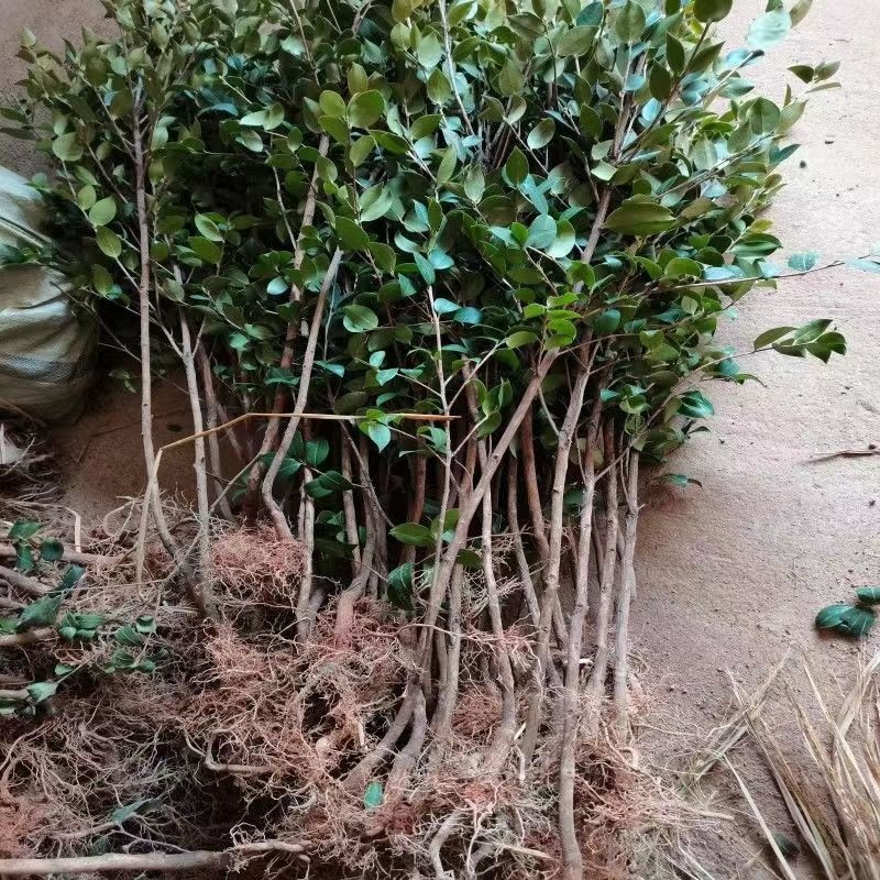 油茶苗基地种植供货稳定量大从优有场地有设备有工人备货快随时来
