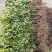 油茶苗基地种植供货稳定量大从优有场地有设备有工人备货快随时来