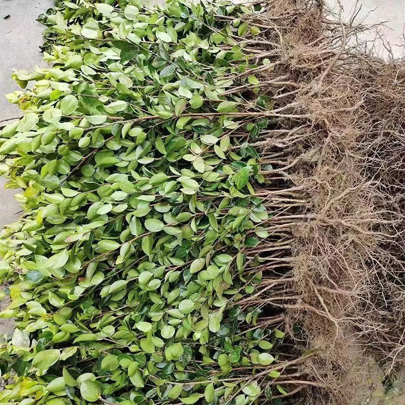 油茶苗基地种植供货稳定量大从优有场地有设备有工人备货快随时来
