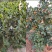 油茶苗基地种植供货稳定量大从优有场地有设备有工人备货快随时来