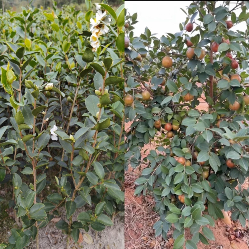 油茶苗基地种植供货稳定量大从优有场地有设备有工人备货快随时来