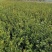 油茶苗基地种植供货稳定量大从优有场地有设备有工人备货快随时来