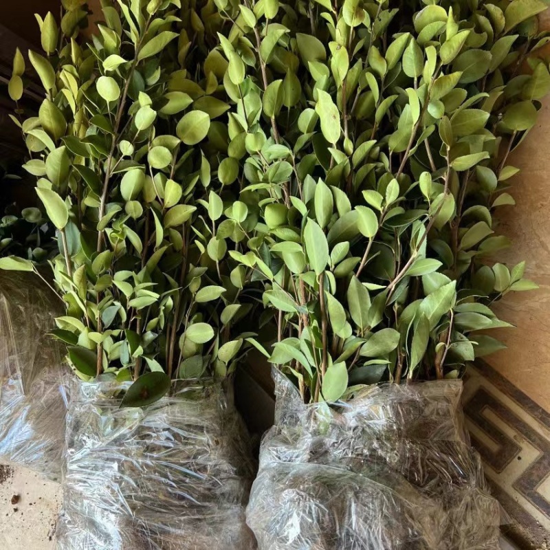 油茶苗基地种植供货稳定量大从优有场地有设备有工人备货快随时来