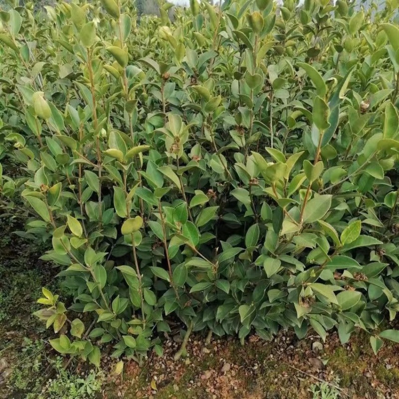 油茶苗基地种植供货稳定量大从优有场地有设备有工人备货快随时来