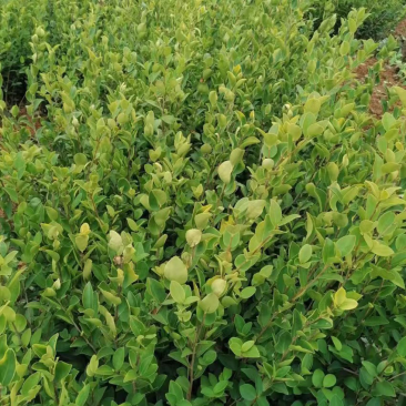 油茶苗基地种植供货稳定量大从优有场地有设备有工人备货快随时来