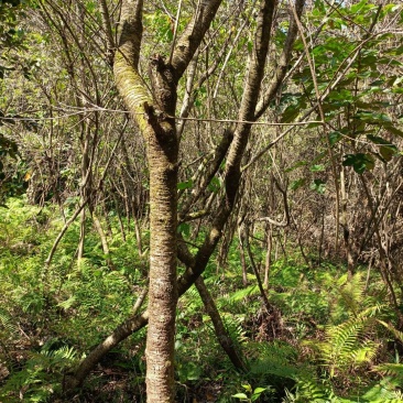 福建山樱花，美人树，红皮榕，火力楠