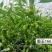 墨玉166耐高温抗糊头薄皮椒种子浅绿皮大果泡椒种子耐热