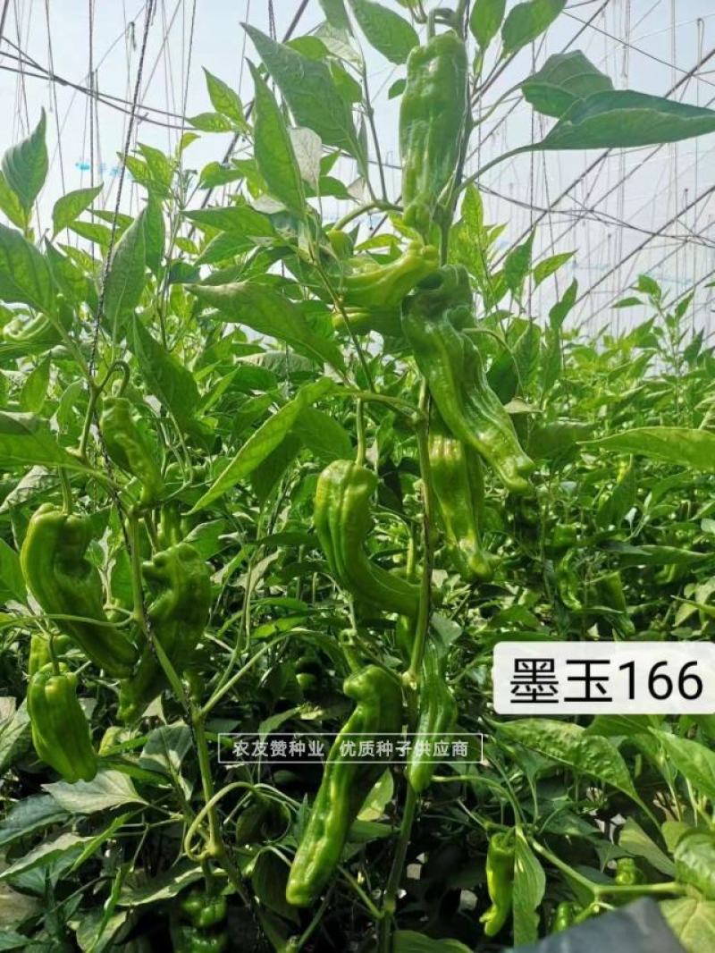 墨玉166耐高温抗糊头薄皮椒种子浅绿皮大果泡椒种子耐热