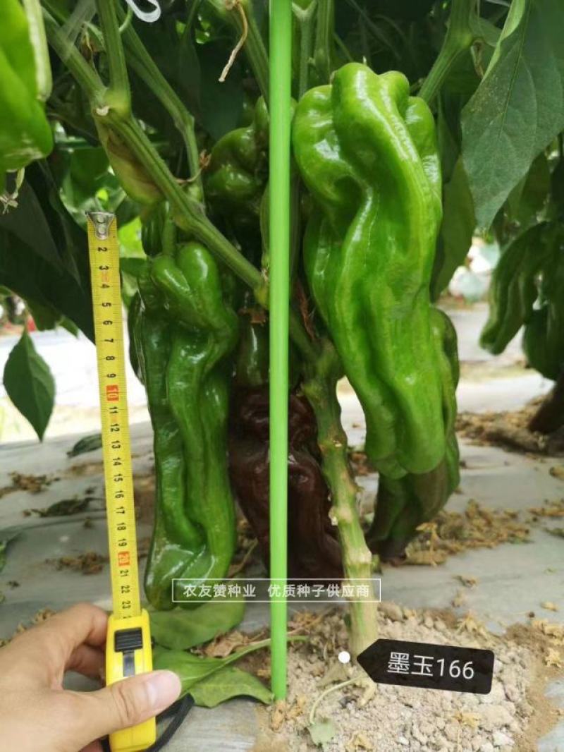 墨玉166耐高温抗糊头薄皮椒种子浅绿皮大果泡椒种子耐热