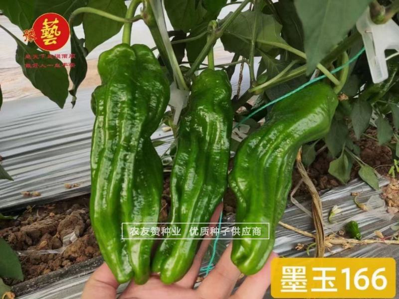 墨玉166耐高温抗糊头薄皮椒种子浅绿皮大果泡椒种子耐热