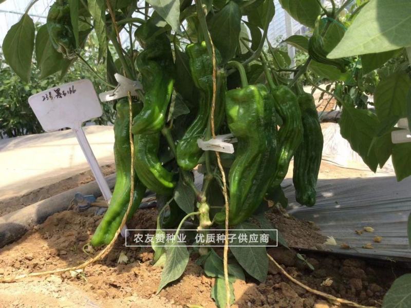 墨玉166耐高温抗糊头薄皮椒种子浅绿皮大果泡椒种子耐热