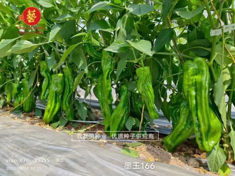 墨玉166耐高温抗糊头薄皮椒种子浅绿皮大果泡椒种子耐热