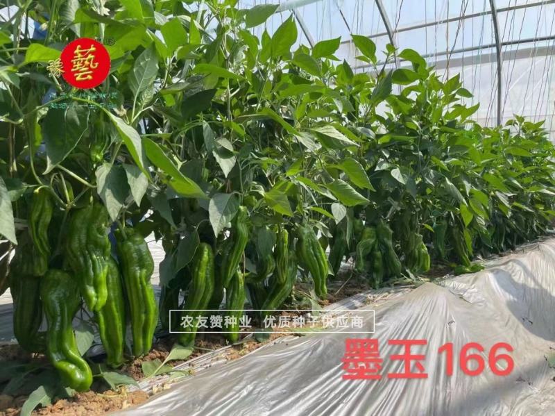 墨玉166耐高温抗糊头薄皮椒种子浅绿皮大果泡椒种子耐热