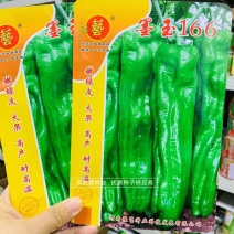 墨玉166耐高温抗糊头薄皮椒种子浅绿皮大果泡椒种子耐热