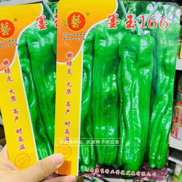 墨玉166耐高温抗糊头薄皮椒种子浅绿皮大果泡椒种子耐热