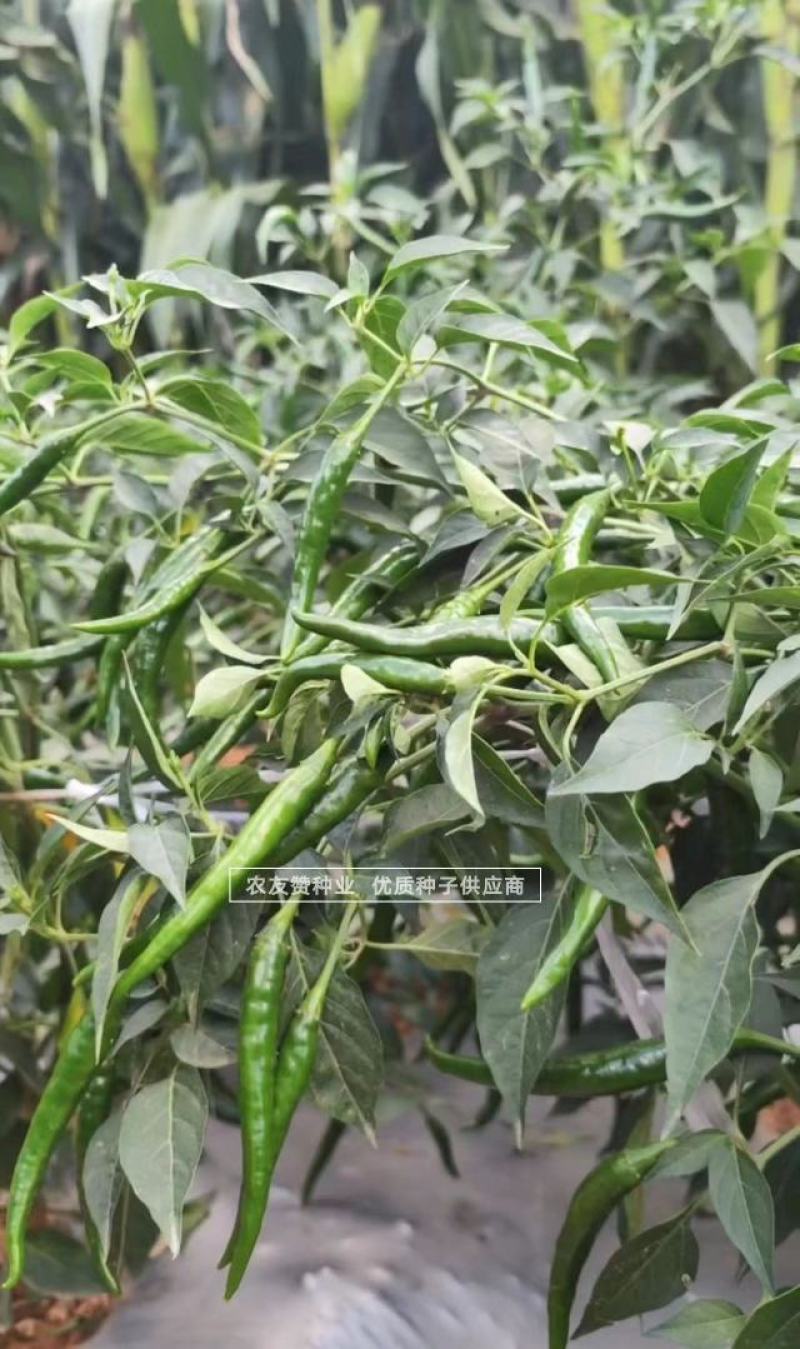 东方巨龙新品种特大果朝天椒种子椒型顺直抗病高产辣味浓