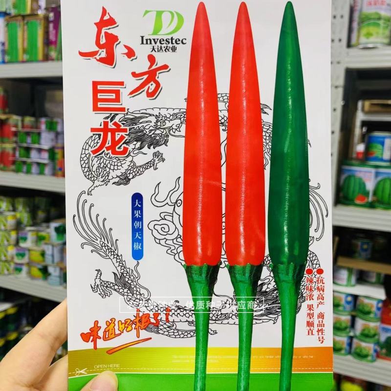 东方巨龙新品种特大果朝天椒种子椒型顺直抗病高产辣味浓