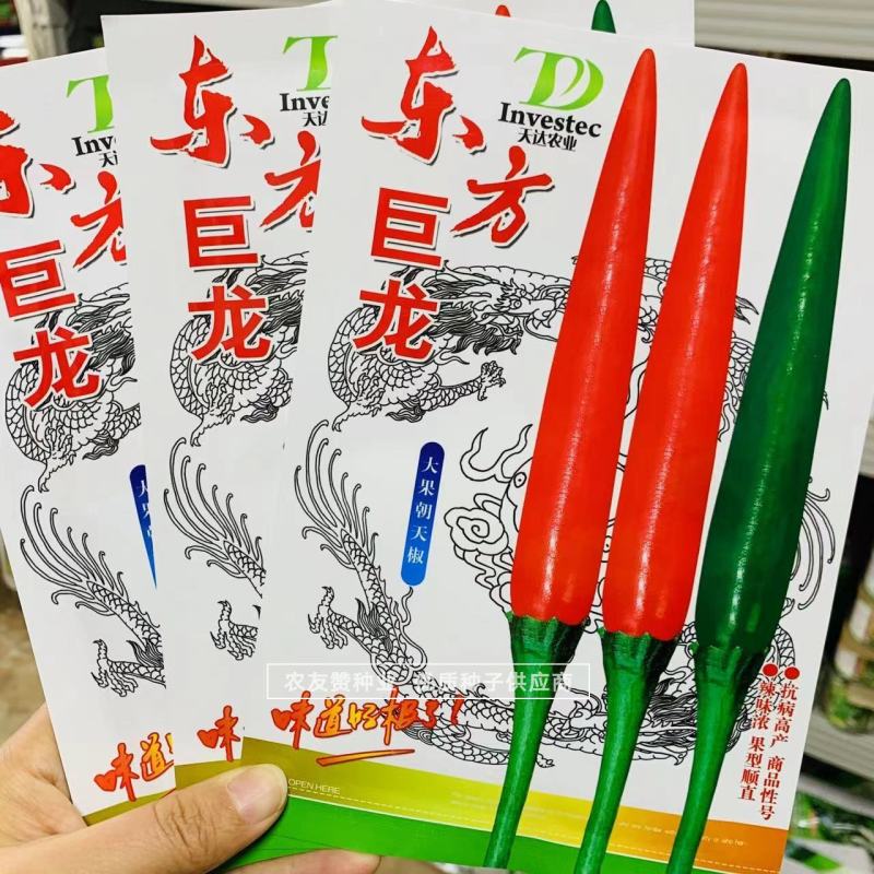 东方巨龙新品种特大果朝天椒种子椒型顺直抗病高产辣味浓