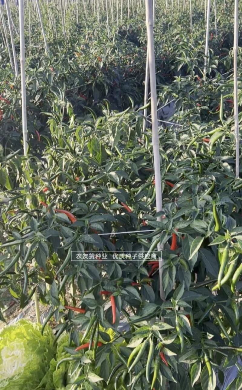 东方巨龙新品种特大果朝天椒种子椒型顺直抗病高产辣味浓