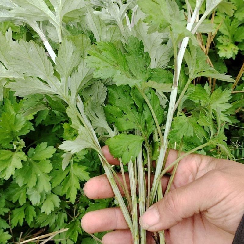 艾草种苗，艾苗