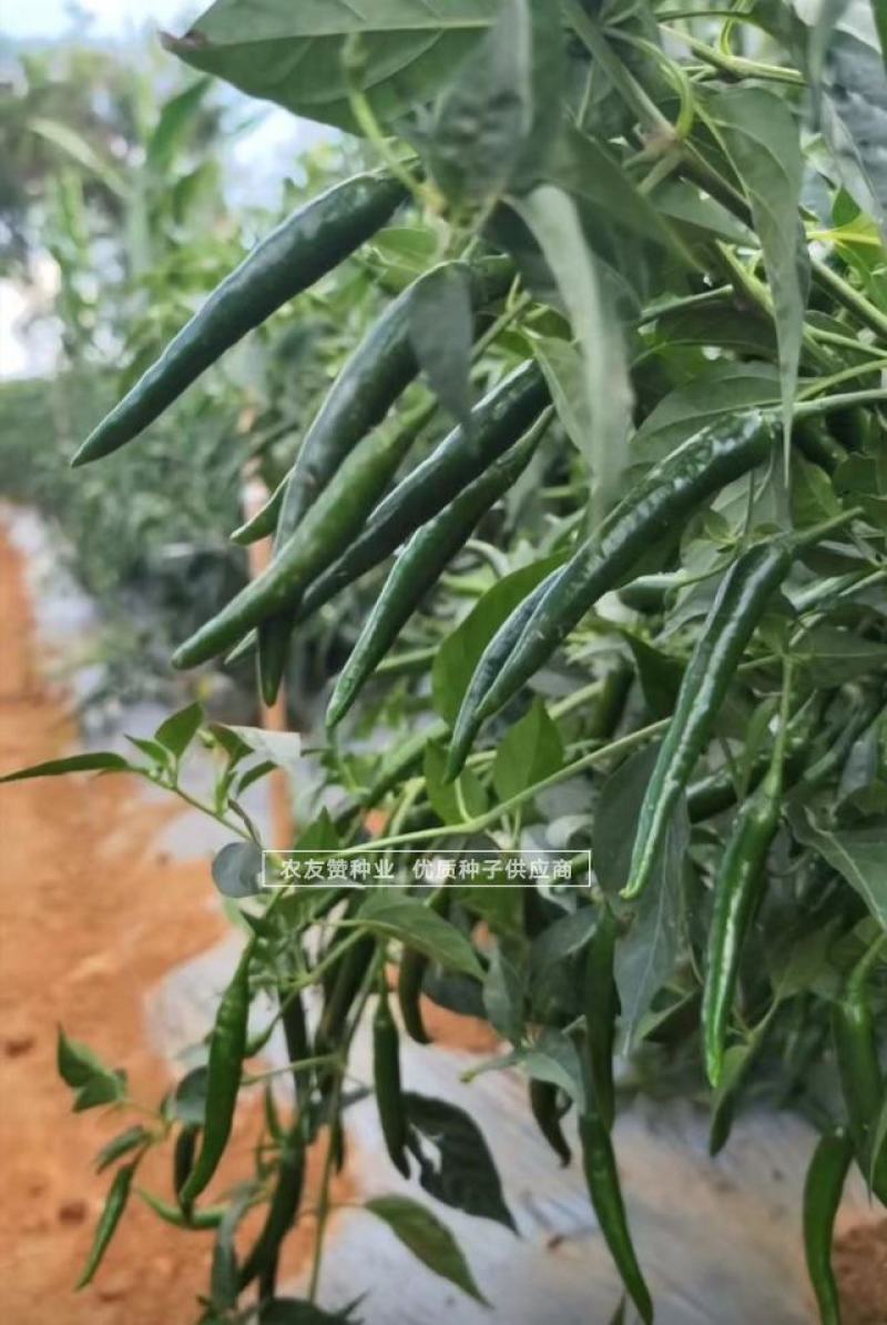 东方巨龙新品种特大果朝天椒种子椒型顺直抗病高产辣味浓