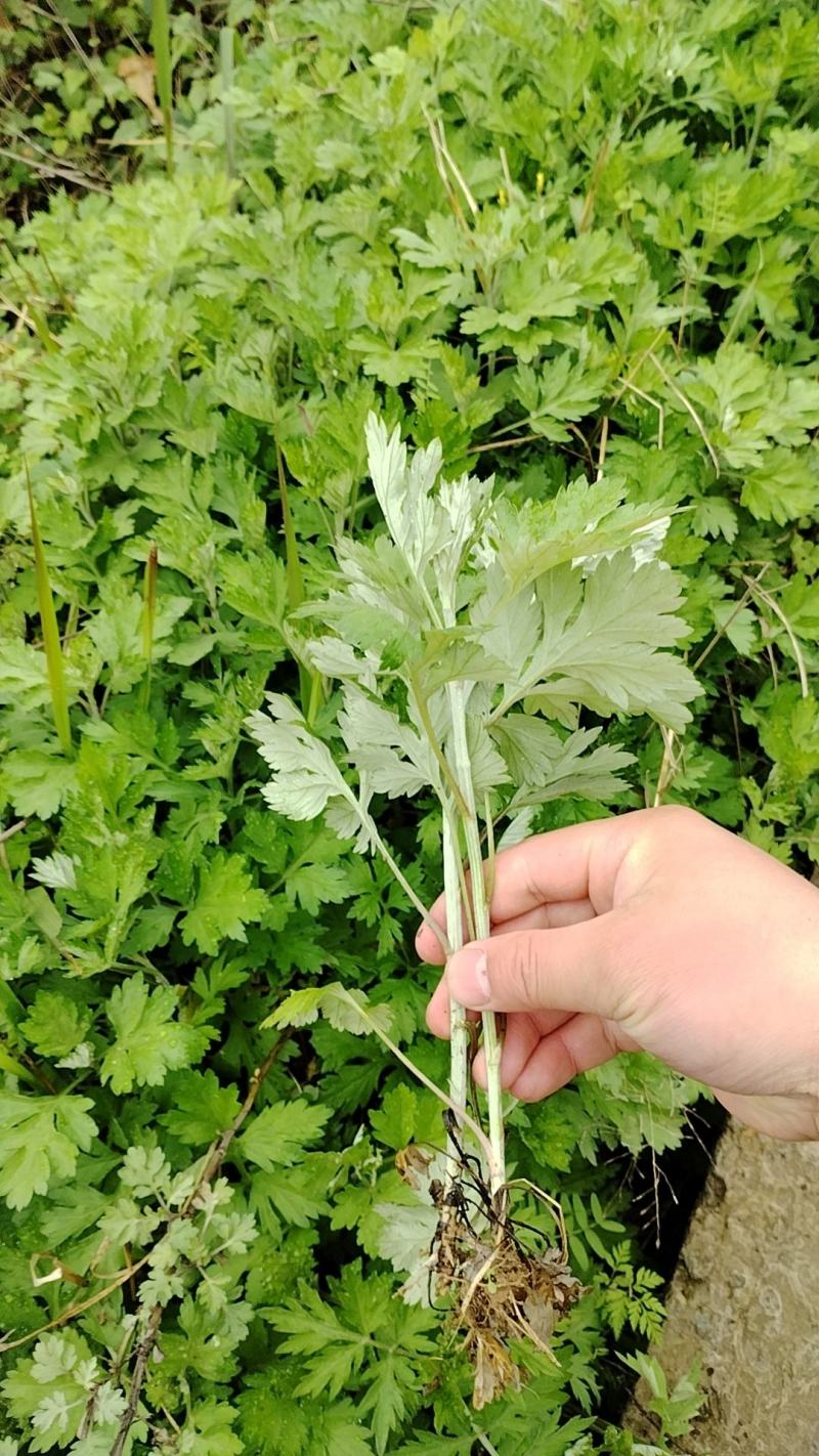 艾草种苗，艾苗