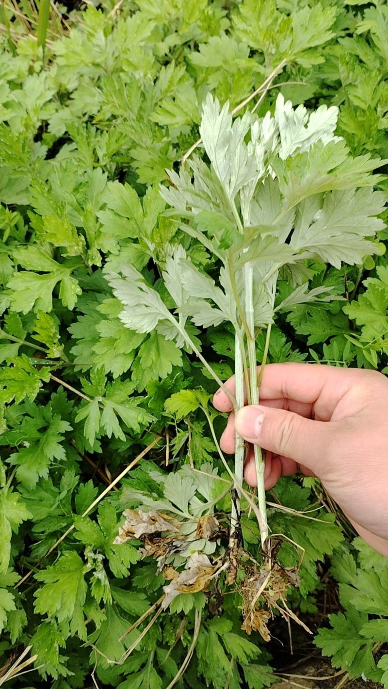 艾草种苗，艾苗