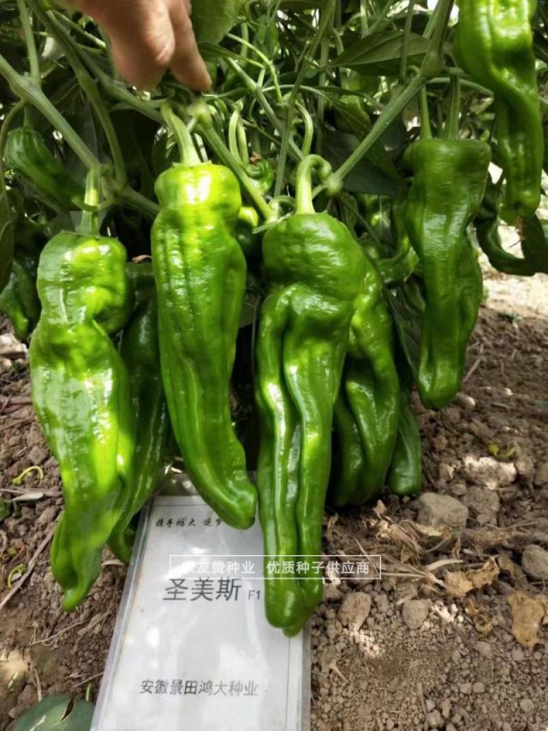 绿色大薄皮辣椒种子早熟味辣椒型顺直薄皮泡椒种子清脆无渣