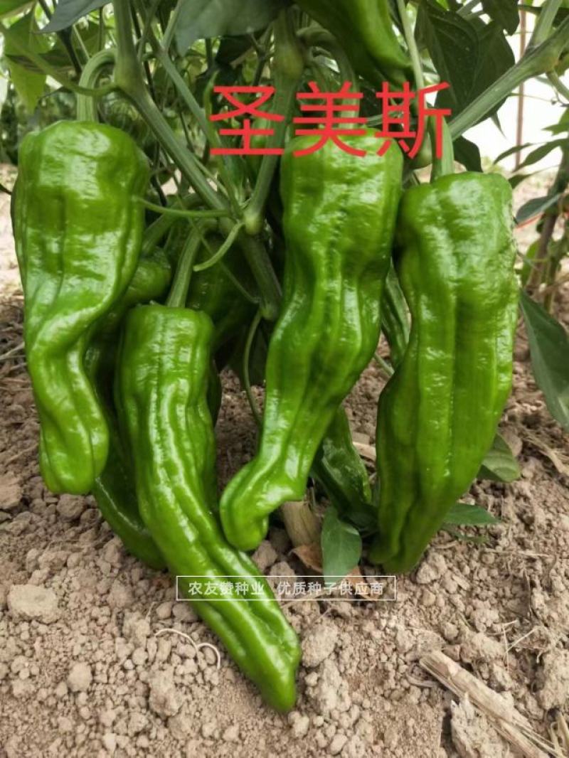 绿色大薄皮辣椒种子早熟味辣椒型顺直薄皮泡椒种子清脆无渣