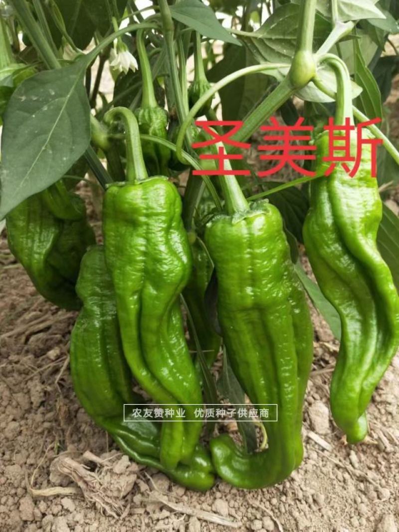 绿色大薄皮辣椒种子早熟味辣椒型顺直薄皮泡椒种子清脆无渣