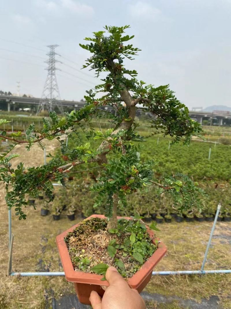 清香木精美造型清香木盆景盆栽形状精美易养护