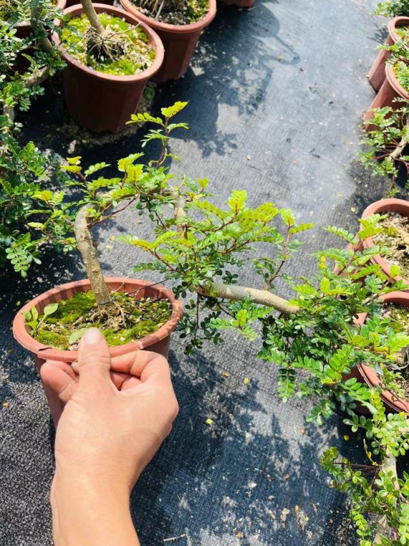 清香木精美造型清香木盆景盆栽形状精美易养护