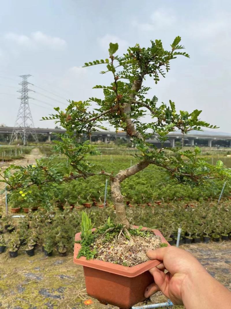 清香木精美造型清香木盆景盆栽形状精美易养护