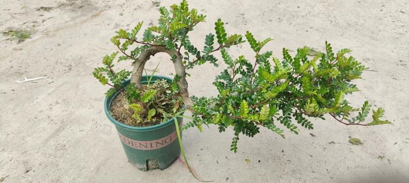 清香木精美造型清香木盆景盆栽形状精美易养护