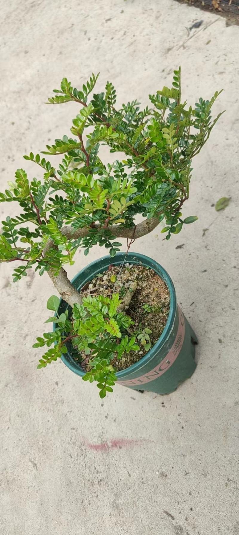 清香木精美造型清香木盆景盆栽形状精美易养护