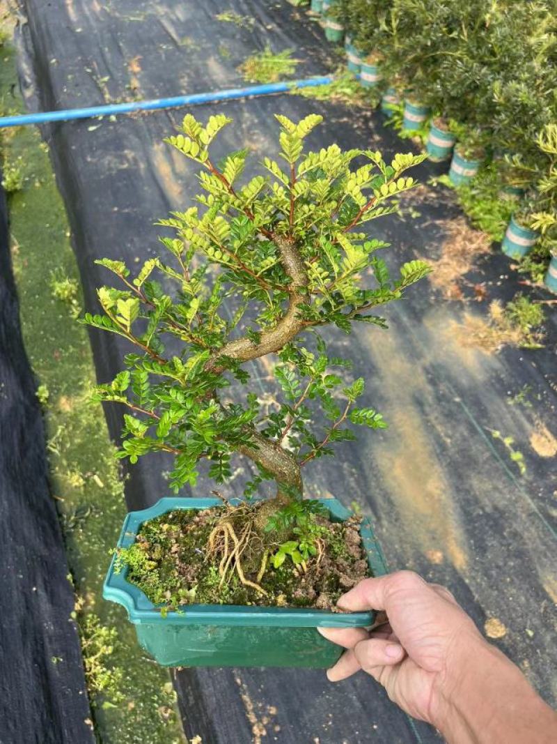 清香木精美造型清香木盆景盆栽形状精美易养护