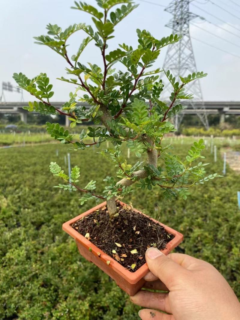 清香木精美造型清香木盆景盆栽形状精美易养护