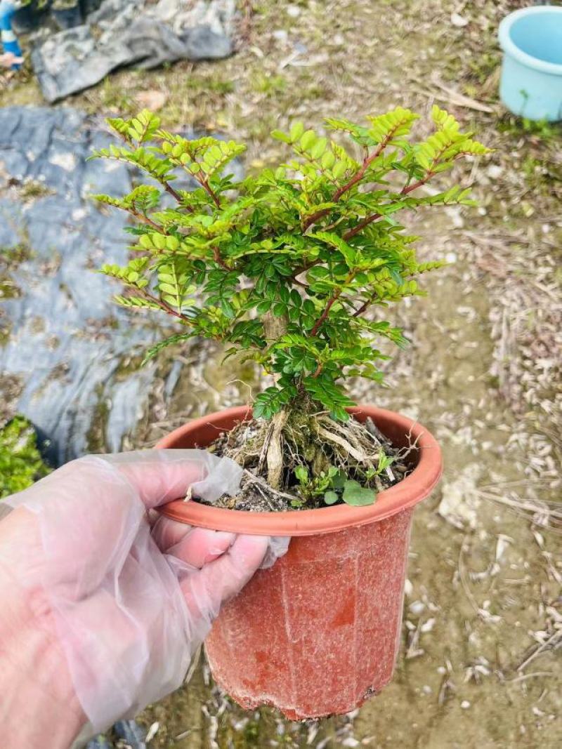 清香木精美造型清香木盆景盆栽形状精美易养护