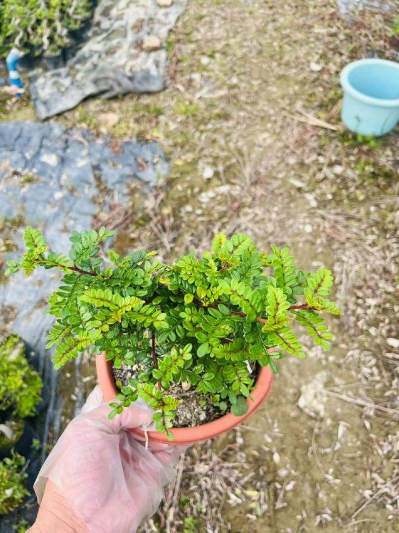 清香木精美造型清香木盆景盆栽形状精美易养护