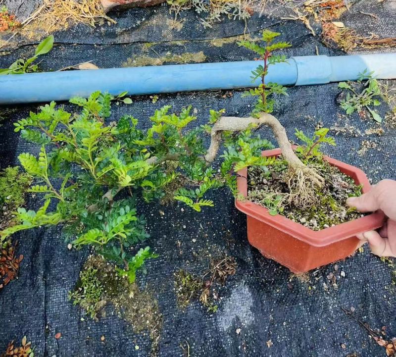清香木精美造型清香木盆景盆栽形状精美易养护