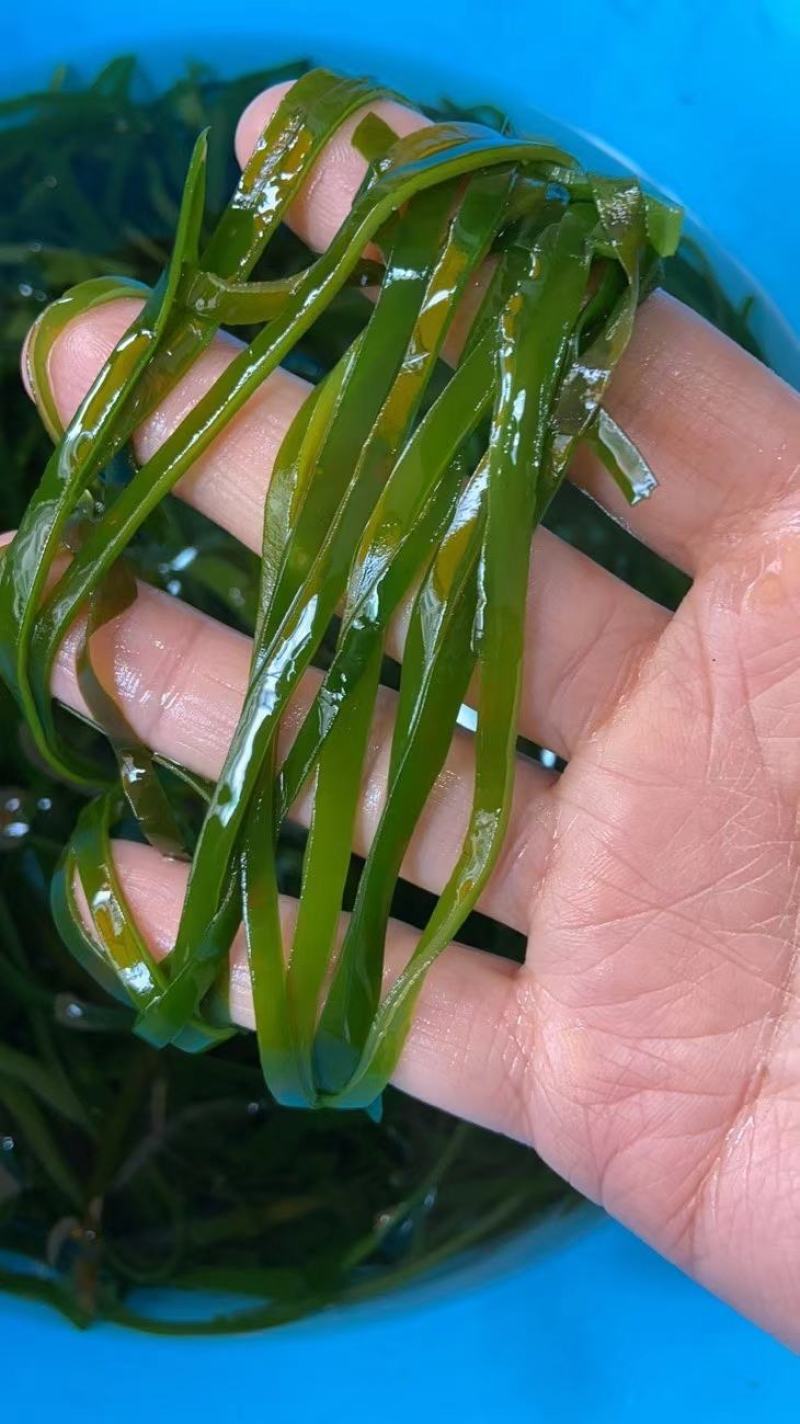 海带丝烘干水洗海带丝压缩海带丝海带干海带海带丝