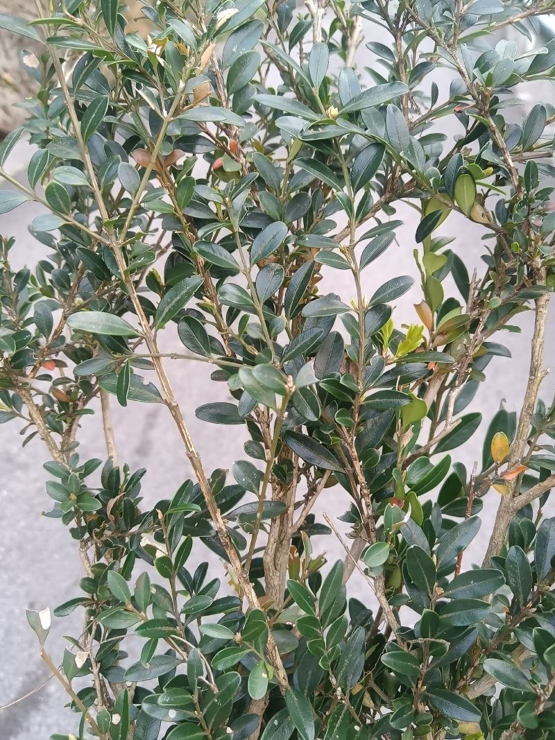 贵州瓜子黄杨