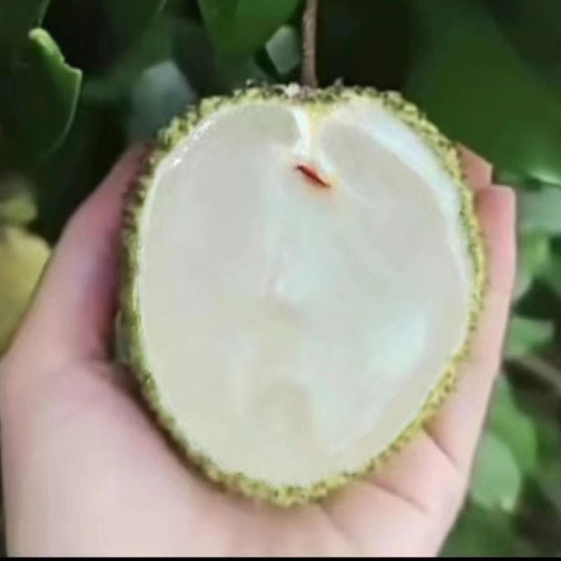 新品马贵荔冰荔专业嫁接荔枝树苗马贵荔菠萝味荔枝地栽当年结